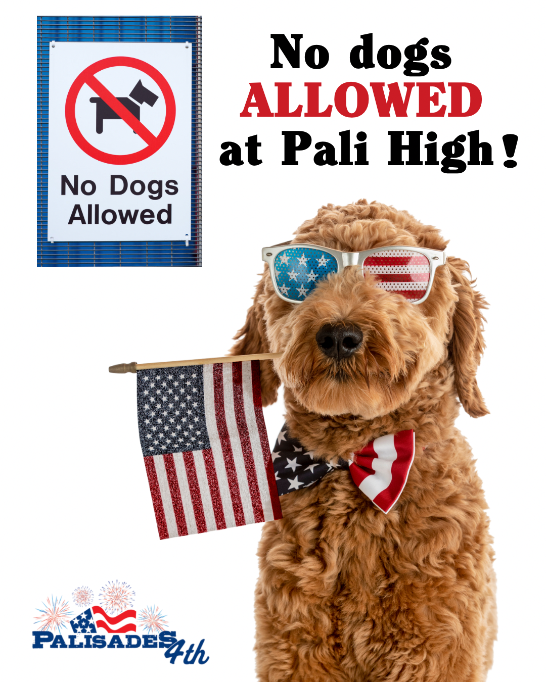 no dogs